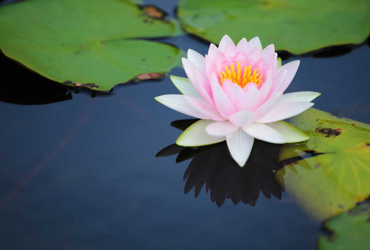 Lotus flower symbolizing gentle care in an infant care services program in Twin Falls, ID